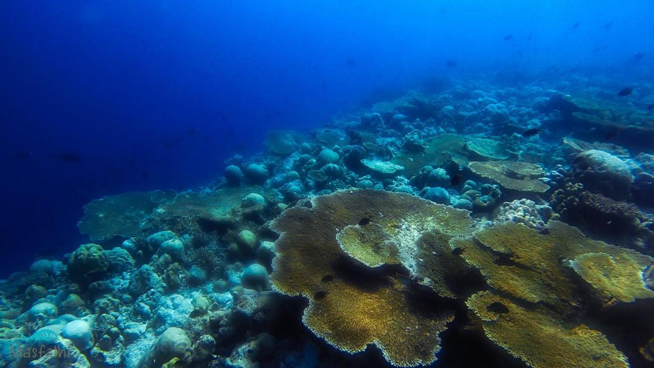 Masfalhi View Inn Felidhu Eksteriør bilde